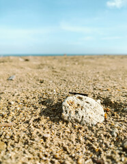 Coral stone on the beaches of the sea