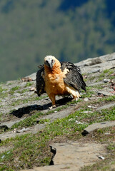 quebrantahuesos en el pirineo aragones