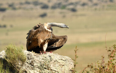Buitres en el campo en otoño