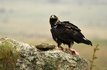 Aguila imperial en la campiña abulense. Avila. España