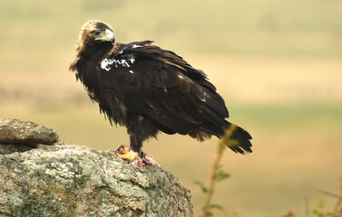 Aguila imperial en la campiña abulense. Avila. España