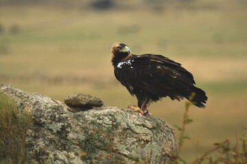 Aguila imperial en la campiña abulense. Avila. España