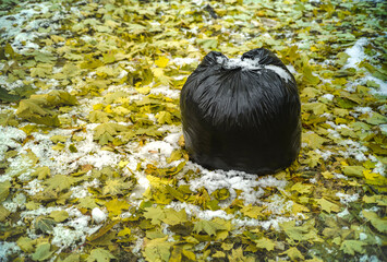 collecting fallen leaves