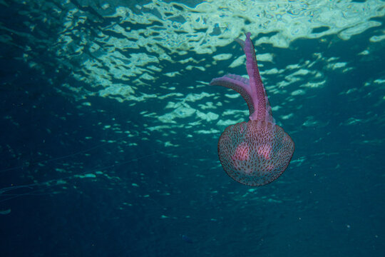 Feuerqualle im Mittelmeer -Pelagia noctiluca