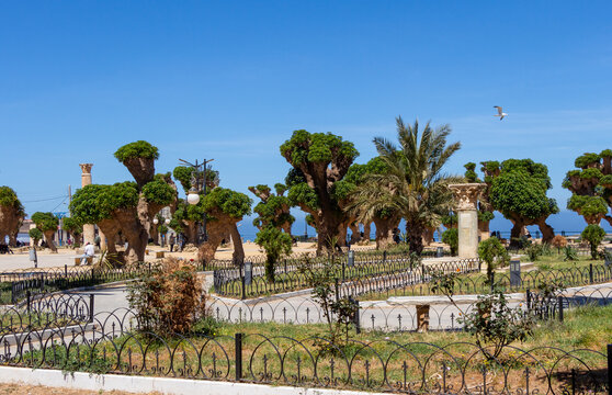 Main square of Cherchell, Algeria, the Martyr's Square also called Roman Square. Roman column, beautiful green trees and blue sky.
