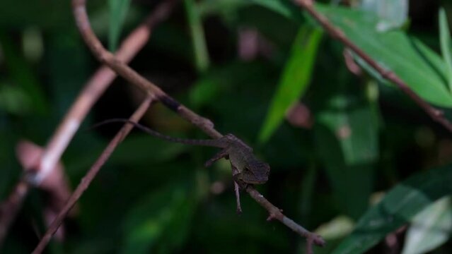Seen deep in the dark of the forest seriously waiting for its prey then moves its head sticking to the twig to look like part of it, Oriental Garden Lizard, Calotes versicolor, Thailand