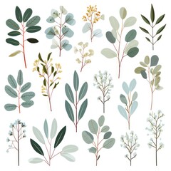 Eucalyptus, eucalyptus and other plants. set of leaves and branches.