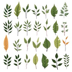 set of branches with leafs and seeds icon vector illustration graphic design