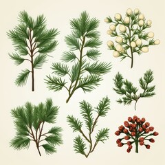 Set of pine branches and cones. illustration on white background.