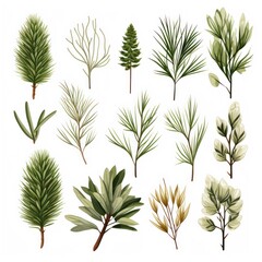 Set of pine branches and leaves isolated on white background. illustration.