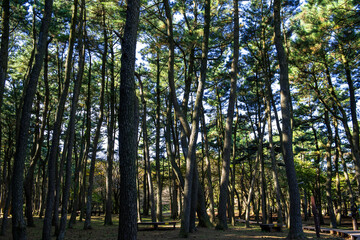 The beautiful Korean landscape of healing forest.