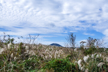 The beautiful silver grass and autumnal blue sky.