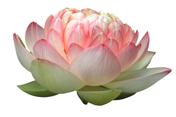 Beautiful real flower of cutout pink and white Lotus flower head cutout on isolated background