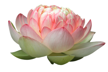 Beautiful real flower of cutout pink and white Lotus flower head cutout on isolated background