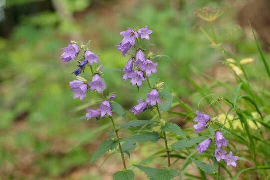 Habit of the nettle-leaved bellflower (Campanula trachelium).