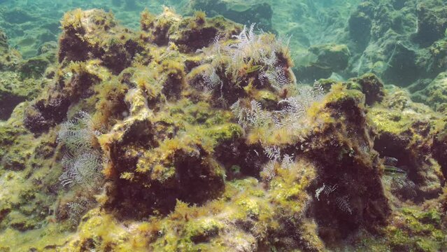 Christmas tree hydroid (Pennaria disticha) on rocks covered with algae sways in tidal marine current in sunrays, Mediterranean sea, Slow motion