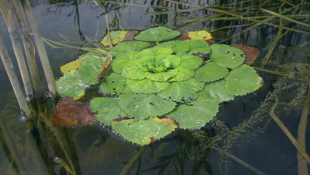 Invasive species: Jesuit's Nut (Trapa natans) sway to the beat of the waves on the surface of the freshwater reservoir.
