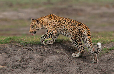 Leopard - Panthera pardus pardus