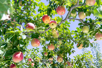 りんご農園(赤りんご)　りんご狩り　りんご畑