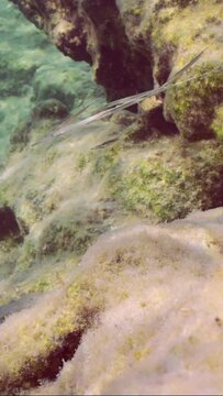 Vertical video, School of juvenile Bluespotted Cornetfish or Smooth Flutemouth (Fistularia commersonii) hiding among large rocks in sun glare, Mediterranean Sea, Slow motion