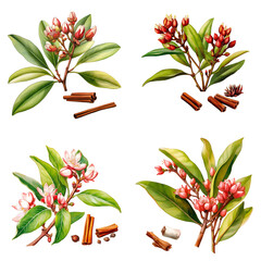 Set of watercolor flower buds of the clove tree isolated on transparent background	
 - obrazy, fototapety, plakaty