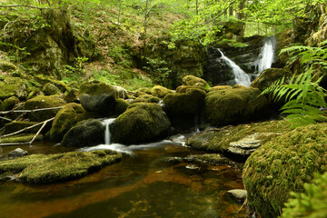 Bosque de hayas y cascadas en la rioja