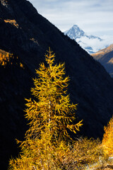 yellow colored European larches (Larix decidua) in autumn with Bietschhorn, Valais
