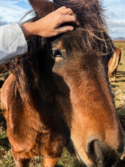 Hand of a woman touching an Icelandic Horse in the field in Iceland
