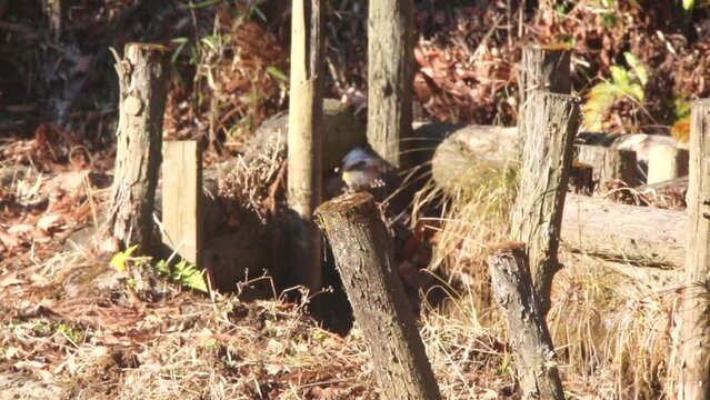 ルリビタキ　杭の上に止まり辺りを覗うルリビタキのオス
