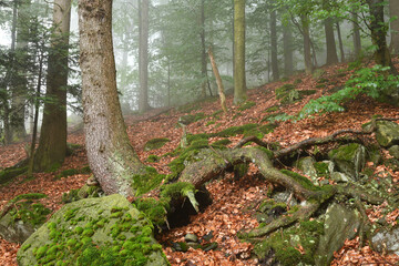 Natur im Bayerischen Wald, Deutschland