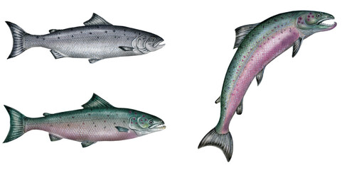 a realistic illustration showing atlantic salmon (Salmo salar): adult living in the sea (on the left  above) and adult male in love (on the left below and on the right)