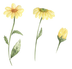 Watercolor gold marigold flower clip art, wildflower illustration set, yellow gold marigold meadow floral clipart, medical flower