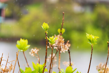 雨に濡れる新芽