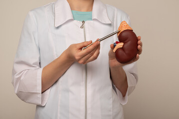 Doctor nephrologist pointing on anatomical kidney model in hand.