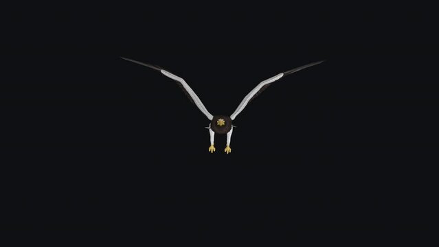 Sea Eagle - Flying Loop - Front View - Realistic 3D animation isolated on transparent background with alpha channel
