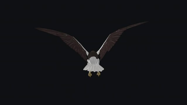 Sea Eagle - Flying Loop - Back View - Realistic 3D animation isolated on transparent background with alpha channel