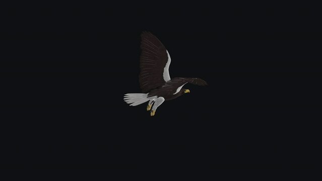 Sea Eagle - Flying Loop - Back Angle View - Realistic 3D animation isolated on transparent background with alpha channel