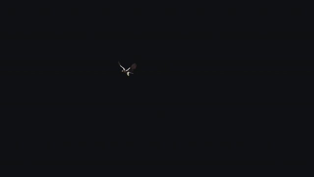 Sea Eagle - Flying Transition - 02 - Realistic 3D animation isolated on transparent background with alpha channel