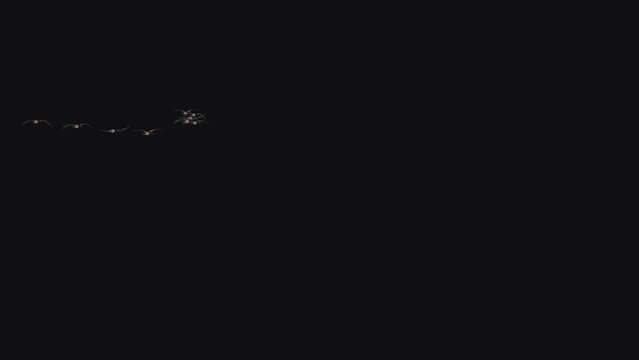 Wedge Flock of Geese Birds - Flying Transition - 02 - Realistic 3D animation isolated on transparent background with alpha channel
