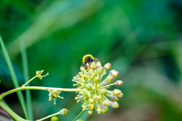 Abejas en el bosque en otoño
