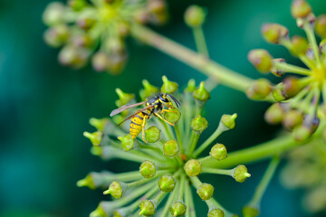 Abejas en el bosque en otoño