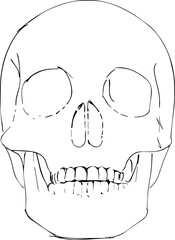 Vintage Vector Skull Illustration 