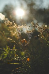 Vibrant, sun-drenched spider web made of delicate strands