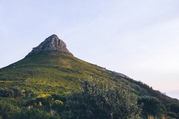 Lions Head in bloom with yellow wild flowers