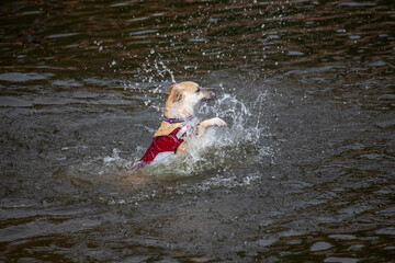 A close up of a cream dog as it swims in the water. The dog is splashing as it doggy paddle. There is space for text around the subject - 670461265
