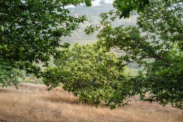 Entre folhagem, um castanheiro ao fundo com os ouriços em fase de crescimento num dia de outono