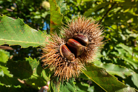 Ouri&ccedil;o no castanheiro com castanhas j&aacute; maduras e boas para comer