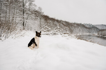 Dog in winter. Black and white dog sitting on snow outdoors in winter forest. Dog in winter in nature, Christmas mood. Closeup.