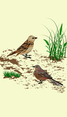 Artistic bird illustration