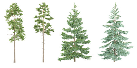 Bare Christmas tree,pine Trees isolated on white background, tropical trees isolated used for design, advertising and architecture